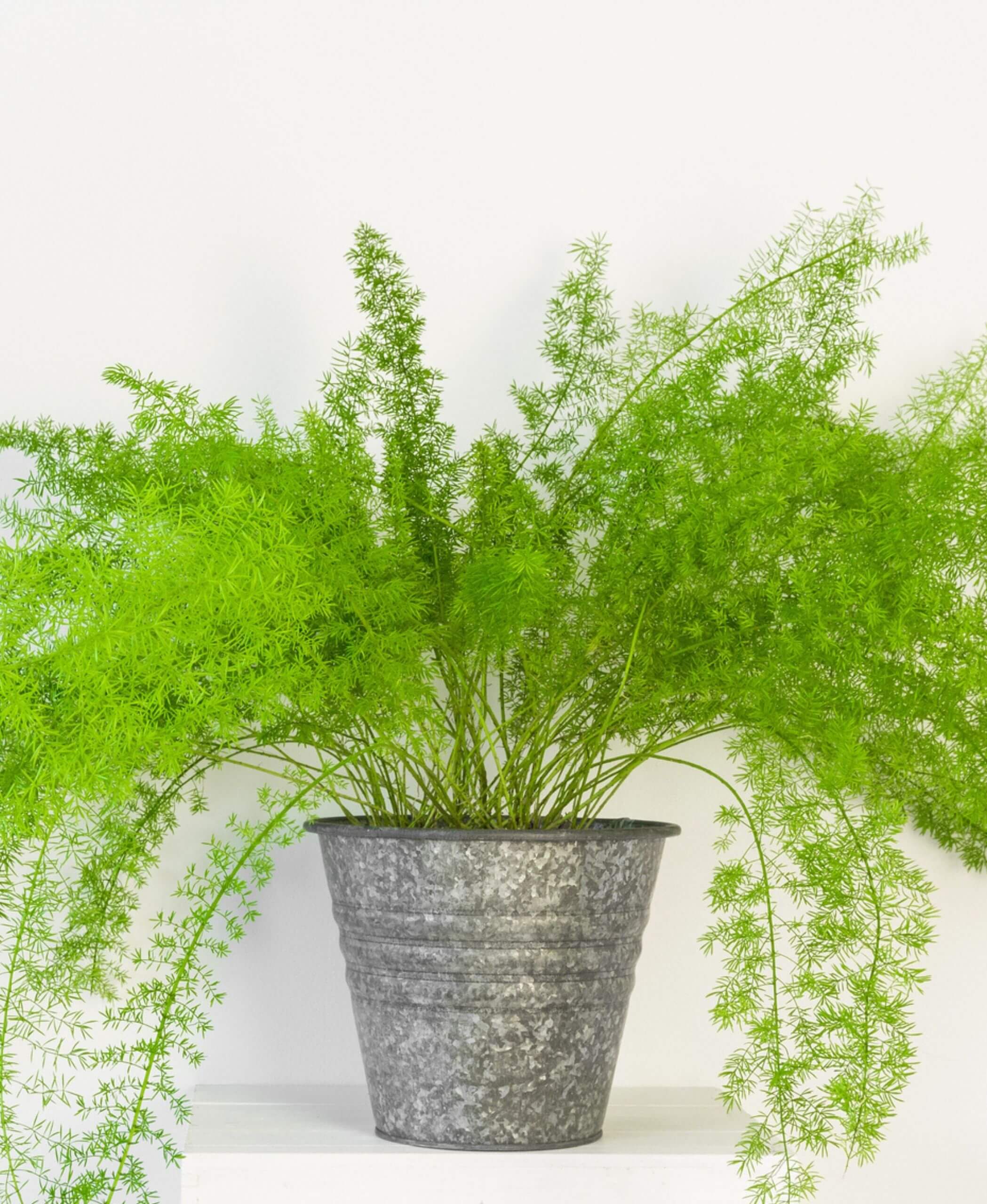 Why is my Asparagus Fern turning yellow?